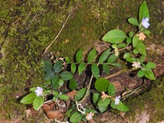 Strobilanthes tetrasperma