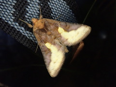 Thysanoplusia intermixta