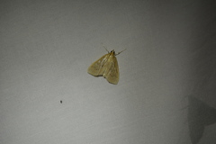 Framinghamia helvalis