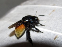 Eufriesea mexicana
