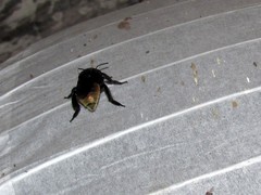 Eufriesea mexicana