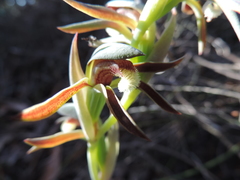 Lyperanthus serratus