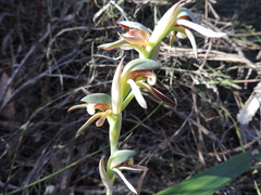 Lyperanthus serratus