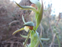 Lyperanthus serratus