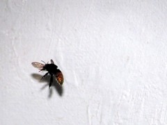 Eufriesea mexicana