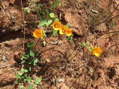 Sida galheirensis