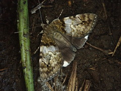 Catocala dissimilis