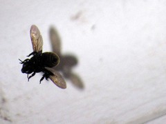 Eufriesea mexicana