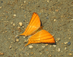 Marpesia harmonia