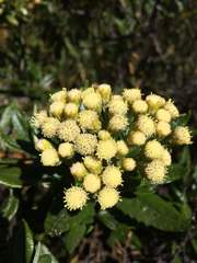 Monticalia andicola