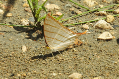 Marpesia harmonia