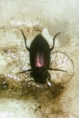 Notiobia cupripennis