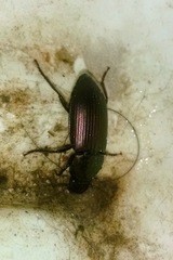 Notiobia cupripennis
