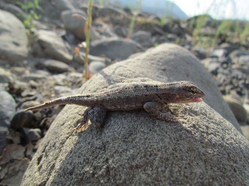 Microlophus occipitalis image