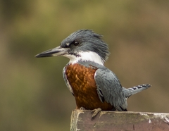 Megaceryle torquata stellata