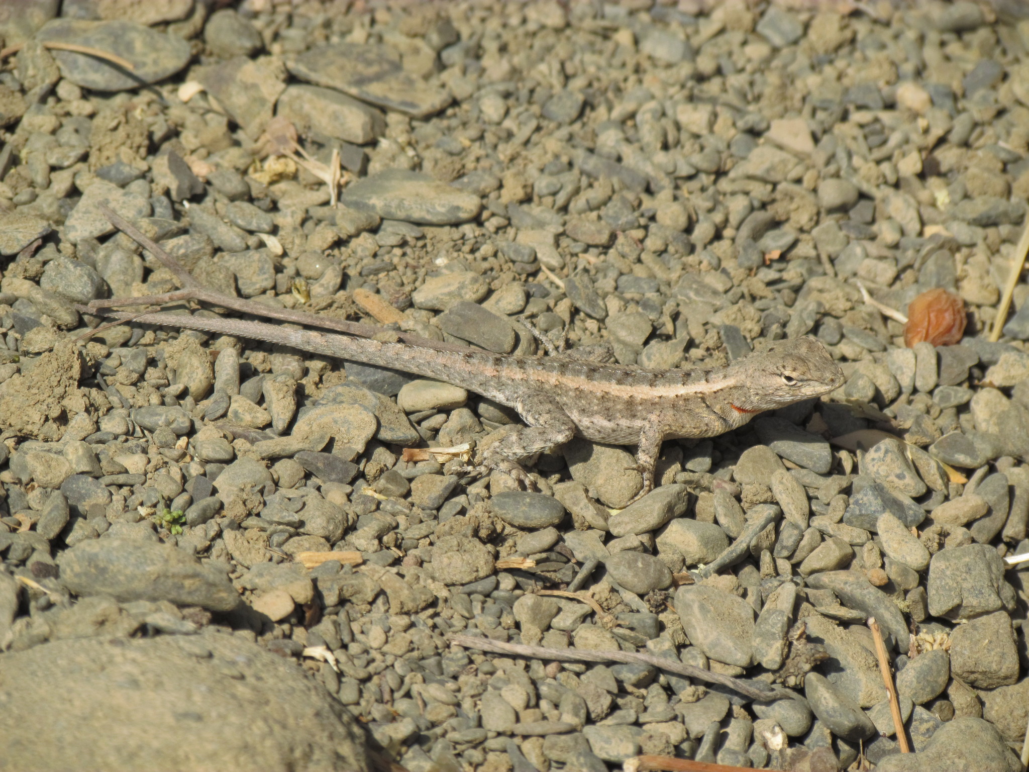 Microlophus image