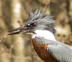 Megaceryle torquata stellata