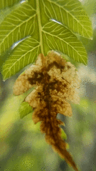 Phytoliriomyza tearohensis