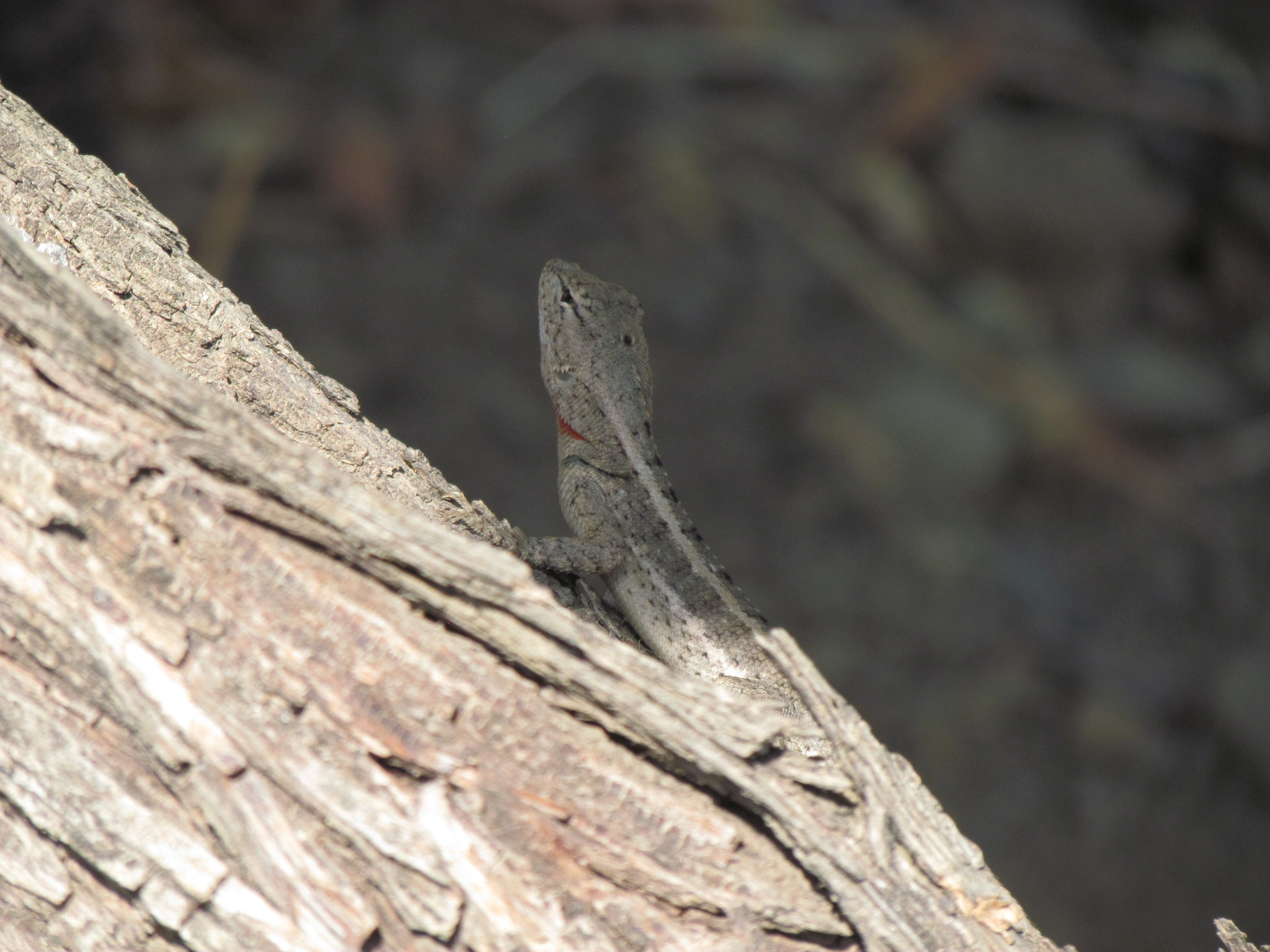 Microlophus image