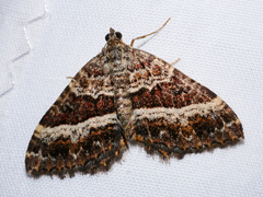 Chrysolarentia vicissata