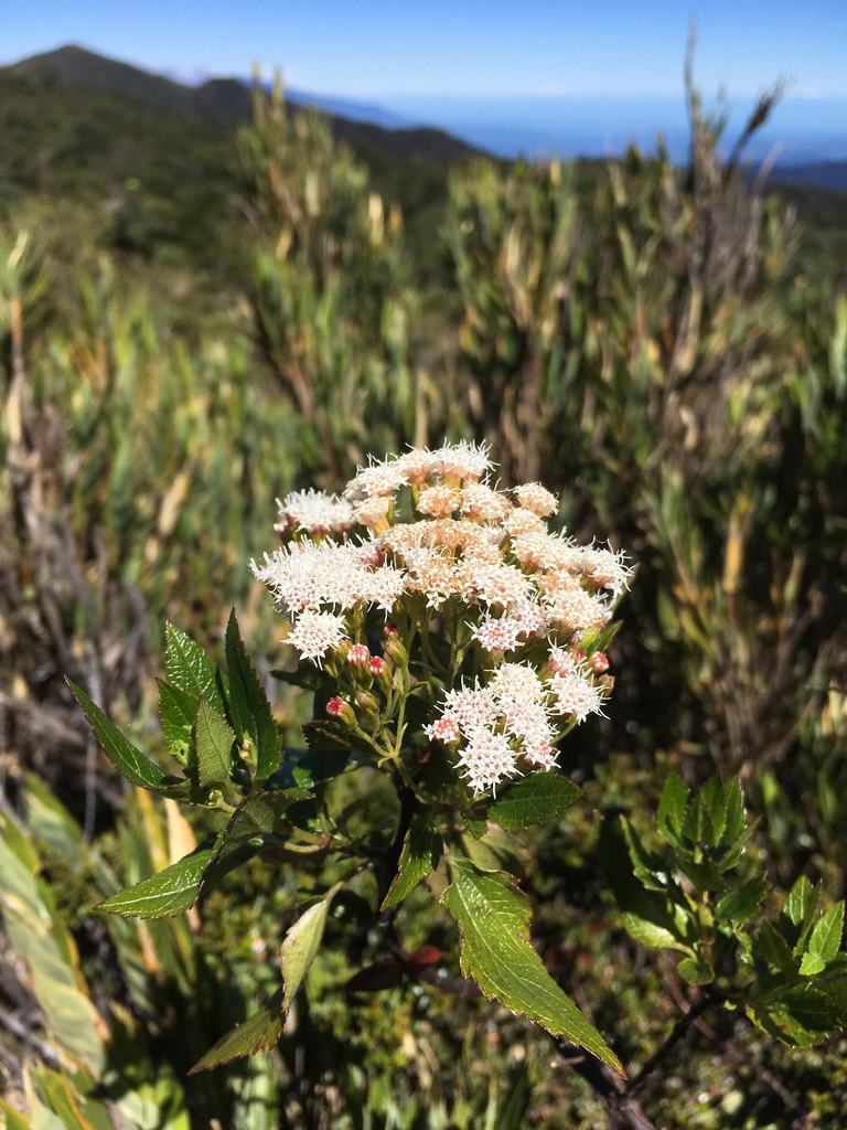 Ageratina ixiocladon