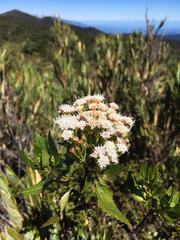 Ageratina ixiocladon