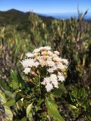 Ageratina ixiocladon