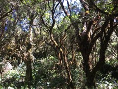 Elaphoglossum hoffmannii