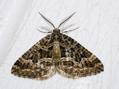 Xanthorhoe xanthospila