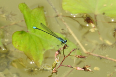 Acanthagrion