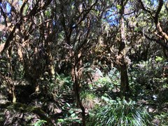 Elaphoglossum hoffmannii