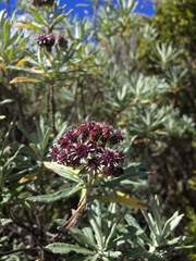 Linochilus costaricensis