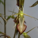 Slipper Orchid - Photo (c) Loxley Fedec, some rights reserved (CC BY-NC), uploaded by Loxley Fedec