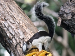 Sciurus variegatoides dorsalis