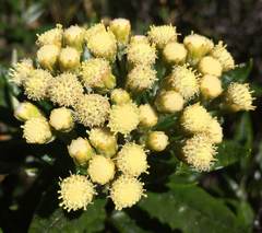 Monticalia andicola