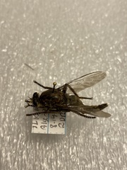 Proctacanthus milbertii