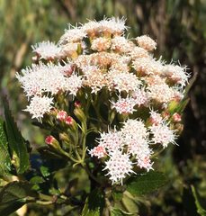 Ageratina ixiocladon