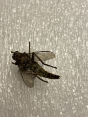 Proctacanthus milbertii