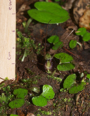 Corybas trilobus