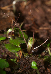 Corybas trilobus