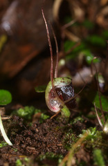 Corybas trilobus