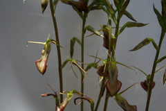 Cryptostylis ovata