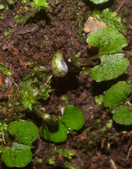 Corybas trilobus