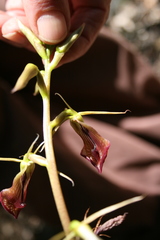 Cryptostylis ovata