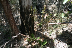 Cryptostylis ovata