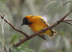 Ploceus cucullatus abyssinicus