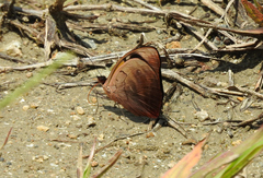 Catonephele numilia esite