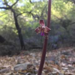 Bletia revoluta