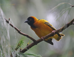 Ploceus cucullatus abyssinicus