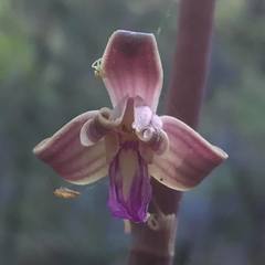 Bletia revoluta